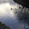 Chainbridge Nature Reserve