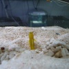 Blue Reef Aquarium, Newquay, Cornwall