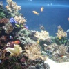 Blue Reef Aquarium, Newquay, Cornwall