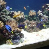 Blue Reef Aquarium, Newquay, Cornwall