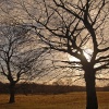 Trees in the park