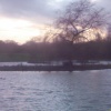 Island of the ducks