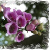 Taken in Wrentham Churchyard