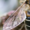 Close up of a dragonfly's wing