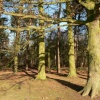 Coombe Abbey Country Park, Binley, Warwickshire