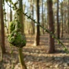 Coombe Abbey Country Park, Binley, Warwickshire