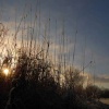Wyken Slough
