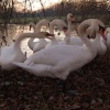Wyken Slough