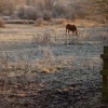Wyken Slough