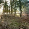 Coombe Abbey Country Park, Binley, Warwickshire