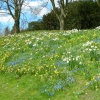 Spring flowers on the bank at Waddesdon Manor, Buckinghamshire