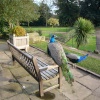 Peacocks in the park at Warwick Castle