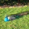 A resting Peacock at Warwick Castle in Warwickshire