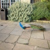 One more peacock at Warwick Castle