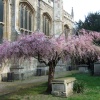 Churchyard of St Mary's Church in Cambridge