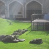 Tower of London Ravens
