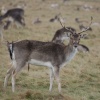 Deer from Royal Richmond Park, Richmond upon Thames, Greater London