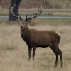 Deer in the rutting season