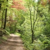 Mill Wood, Hurst Green, Lancashire