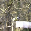 Great Tit at Sherwood Forest, Mansfield, Nottinghamshire