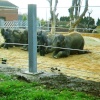 Elephants, Twycross Zoo, Leicestershire