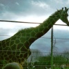 Giraffe at Twycross Zoo, Leicestershire