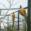 Parrots, Twycross Zoo, Leicestershire