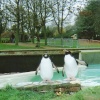King Penguins, Twycross Zoo, Leicestershire