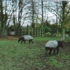 Tapiers, Twycross Zoo, Leicestershire