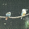 Kookaburra, Twycross Zoo, Leicestershire