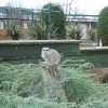 Meerkat, Twycross Zoo, Leicestershire