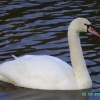 A Swan, Clumber Country Park, Worksop, Nottinghamshire