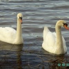 Swans, Clumber Country Park, Worksop, Nottinghamshire