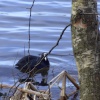 A Coot, Clumber Country Park, Worksop, Nottinghamshire