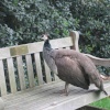 Kew Gardens