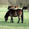 Exmoor Ponies