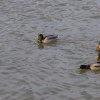 Ulley Country Park, South Yorkshire