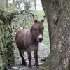 Inquisitive local on path to Orrest Head