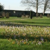 Church yard at Ribchester full of Crocus