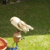 Barn Owl