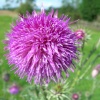 Thistle