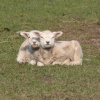 Lambs