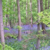 Bluebells, Stoke Wood, Bicester, Oxfordshire