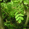 Woodland Beauty, Bicester, Oxfordshire