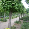 Gardens at Sissinghurst