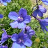 Flora at Eltham Palace, Greater London