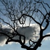 Tree, Greenwich Park, Greater London