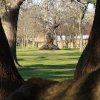 Trees in Greenwich Park, Greater London