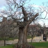 Tree in Greenwich Park, Greater London