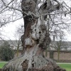 Tree in Greenwich Park, Greater London